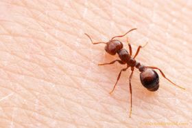 Panamanian fire ant  – Best Places In The World To Retire – International Living